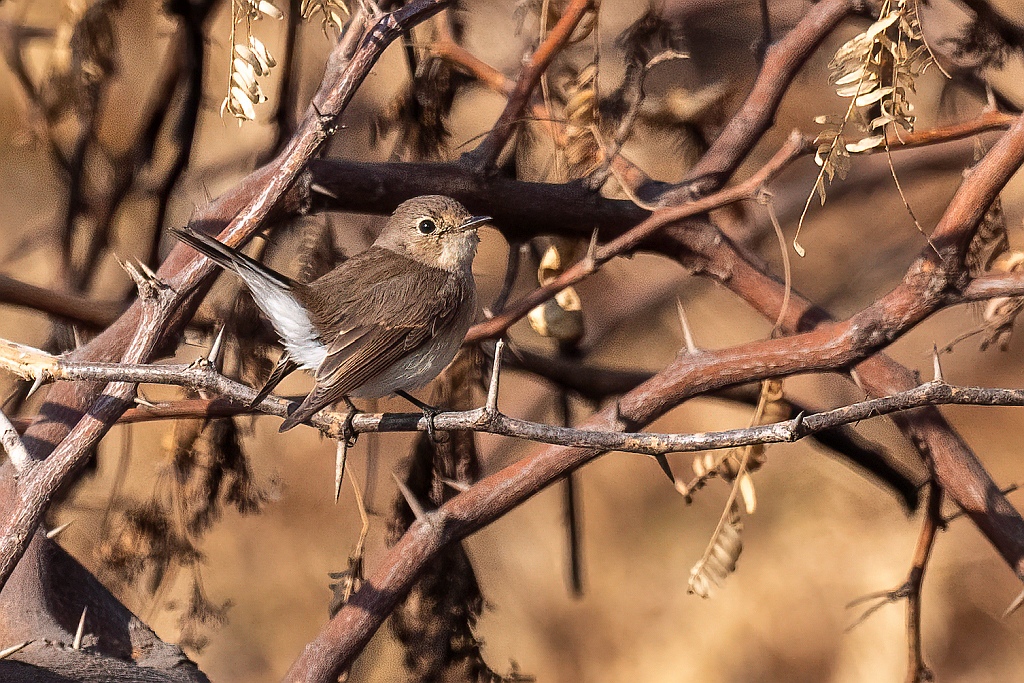 Taiga Flycatcher